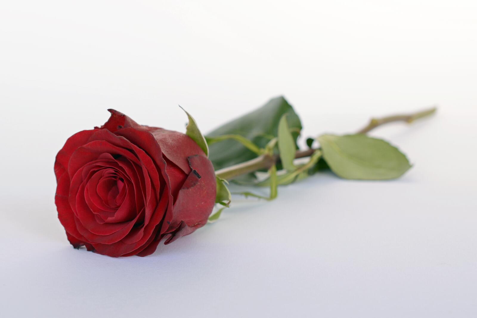 Бесплатное фото Одинокая роза на белом фоне