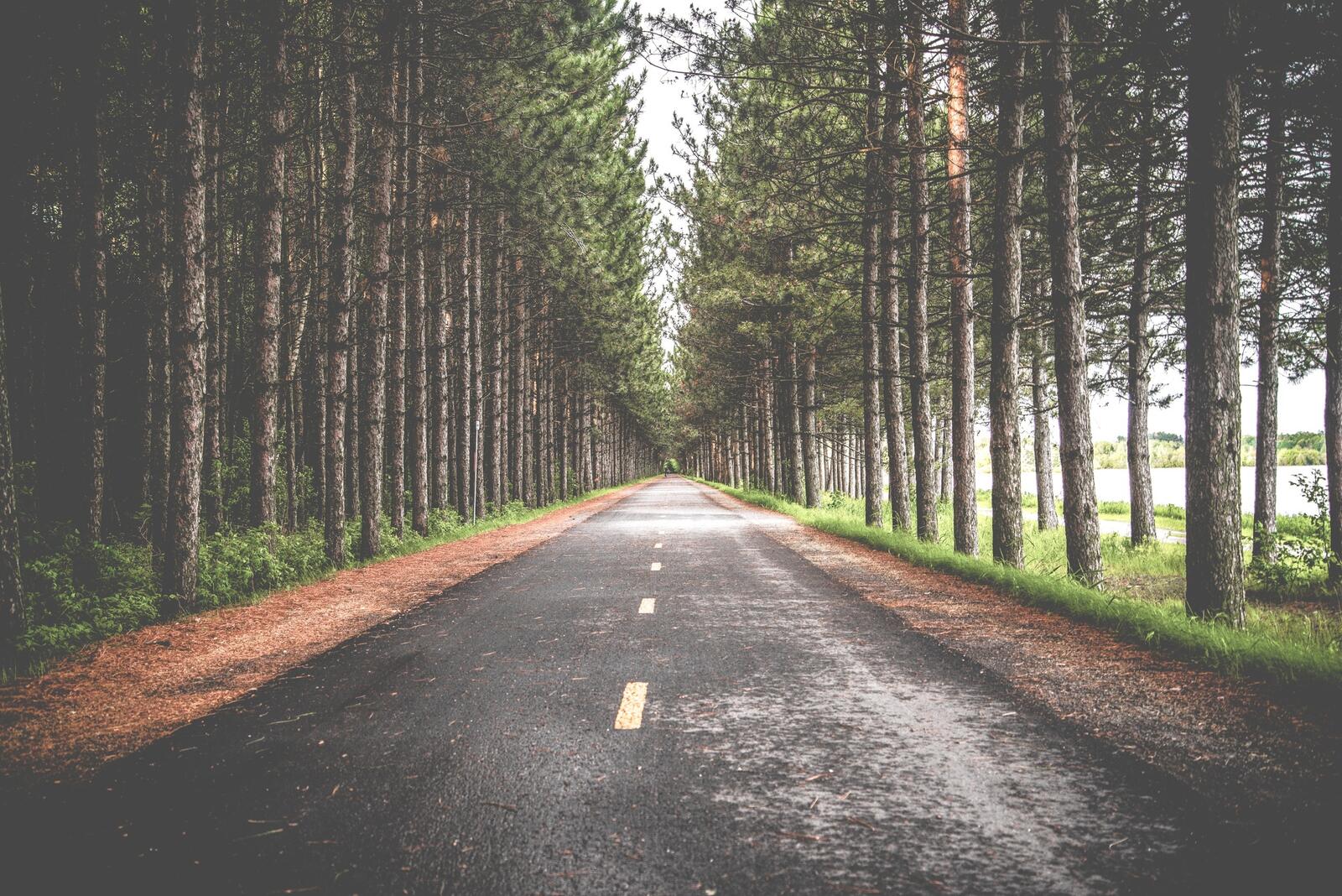 Бесплатное фото Асфальтированная дорога идущая сквозь деревья