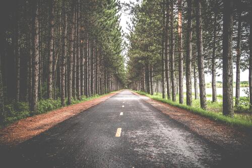 An asphalt road going through the trees
