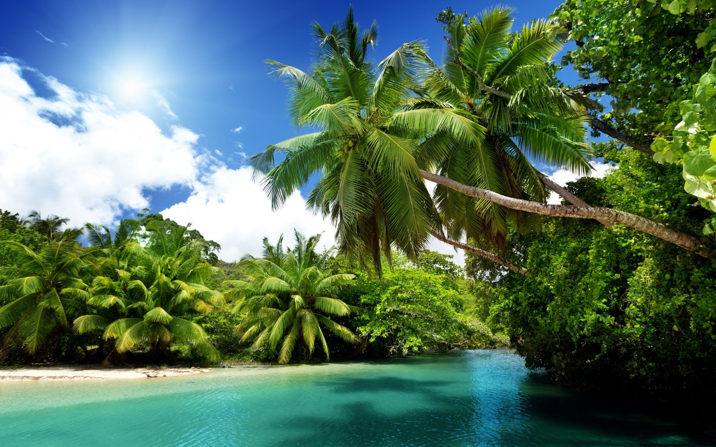 Бесплатное фото Пальмы у берегов океана