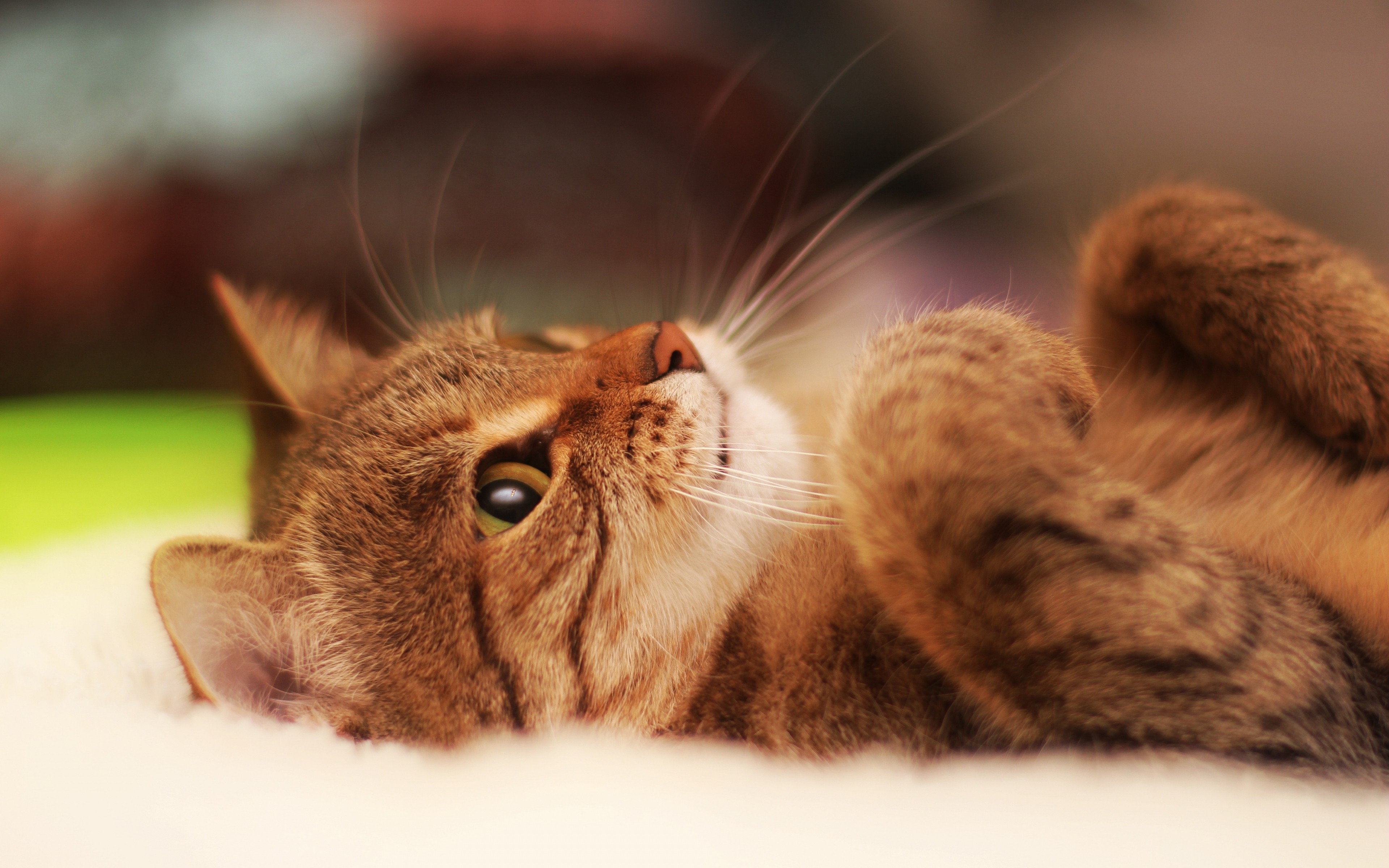Бесплатное фото Красивый котик лежит на спине
