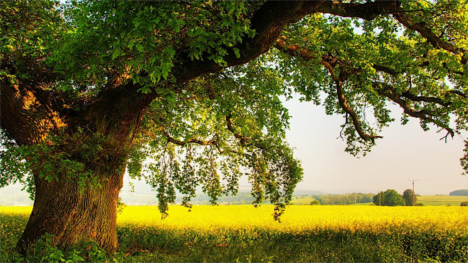 Бесплатное фото Большой старинный дуб в поле с желтыми цветами