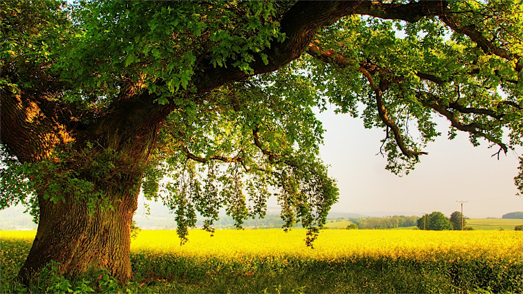 Free photo A big old oak tree in a field with yellow flowers