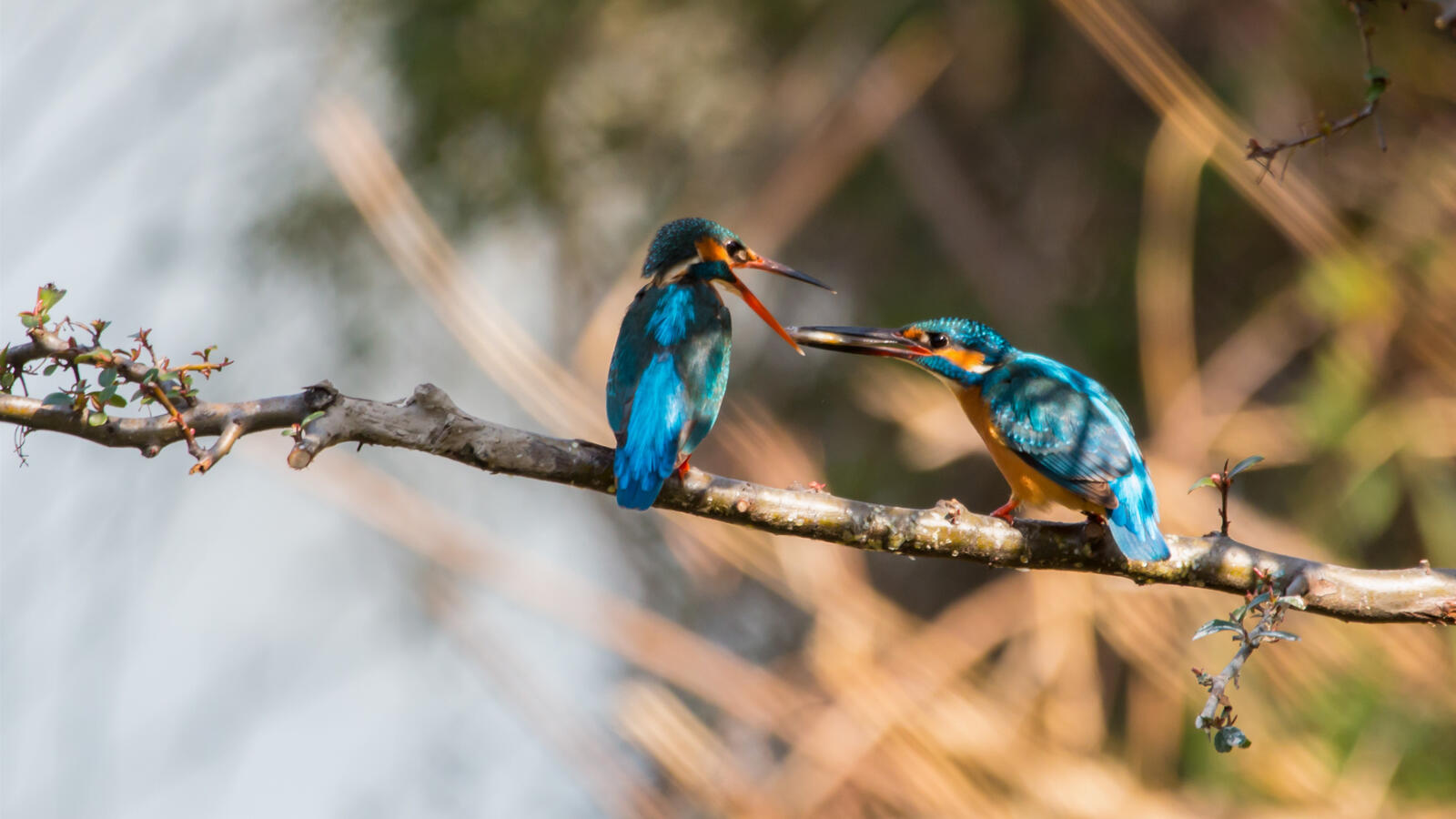 Free photo Two kingfishers sitting on a twig.