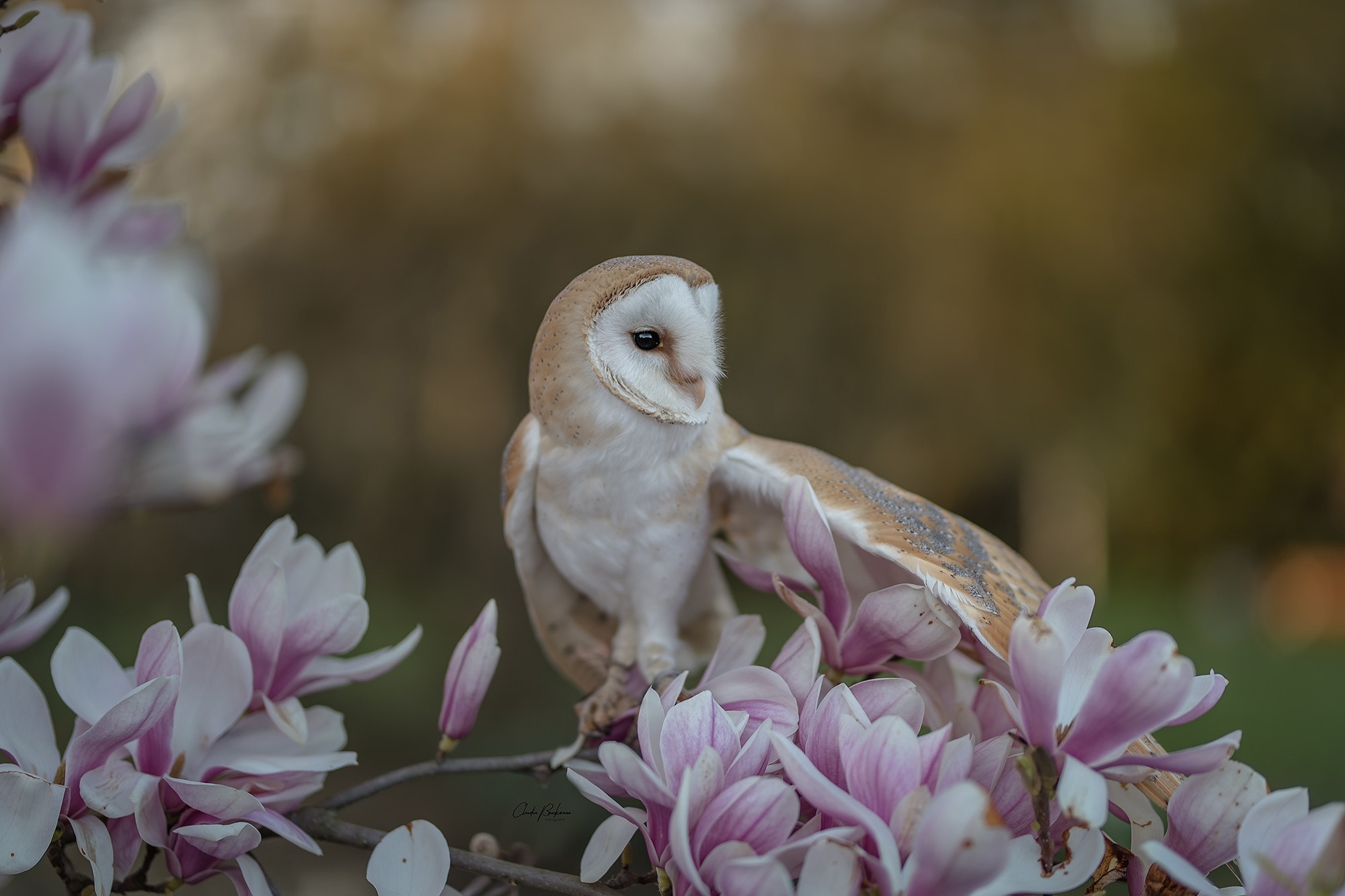 A white owl sits on a branch with pink flowers
