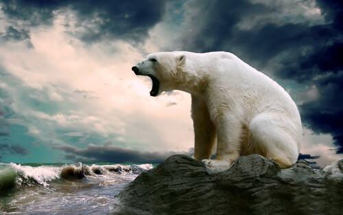 Белый медведь сидит у воды