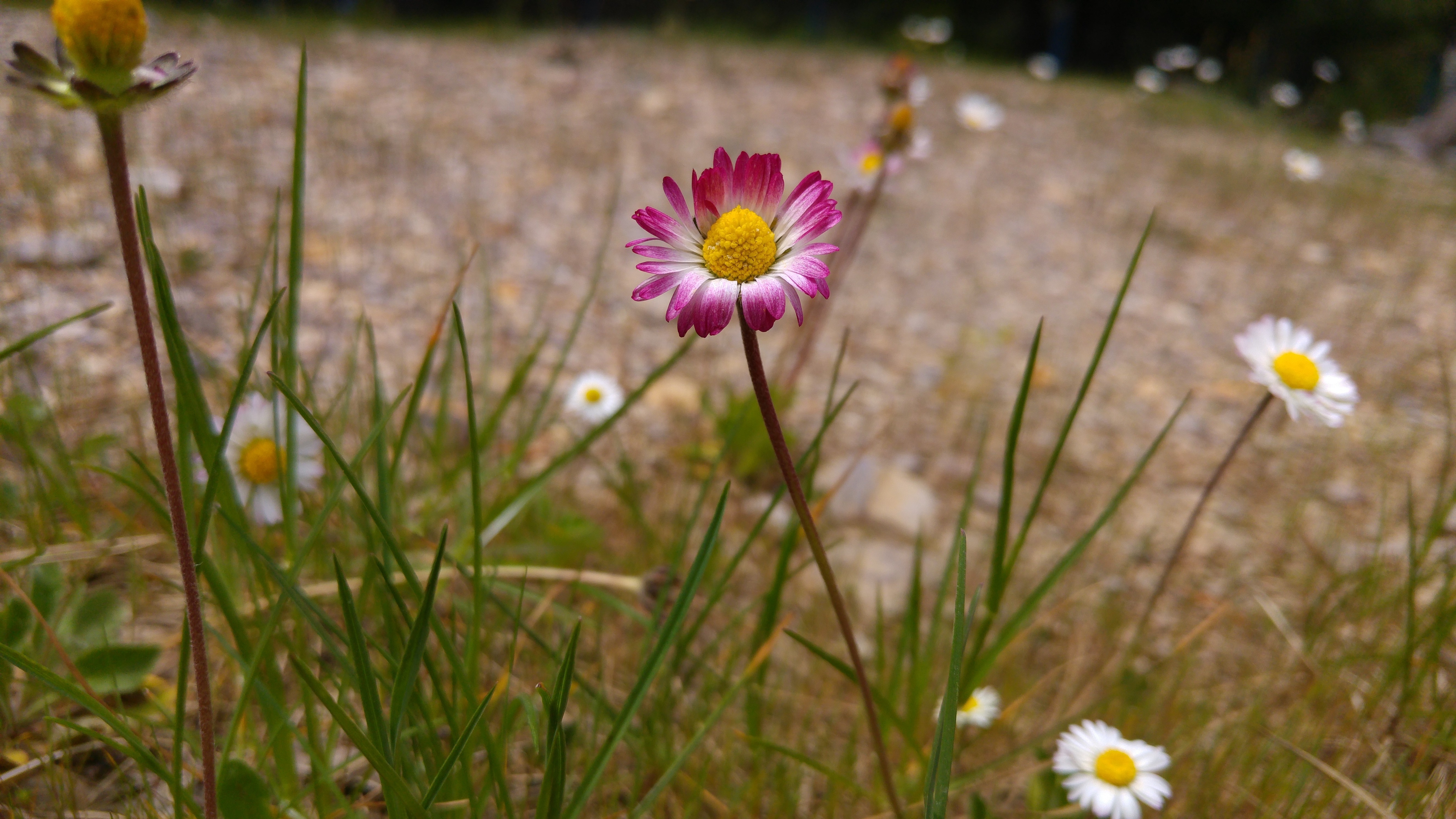 Бесплатное фото Пурпурный цветок растущий в траве