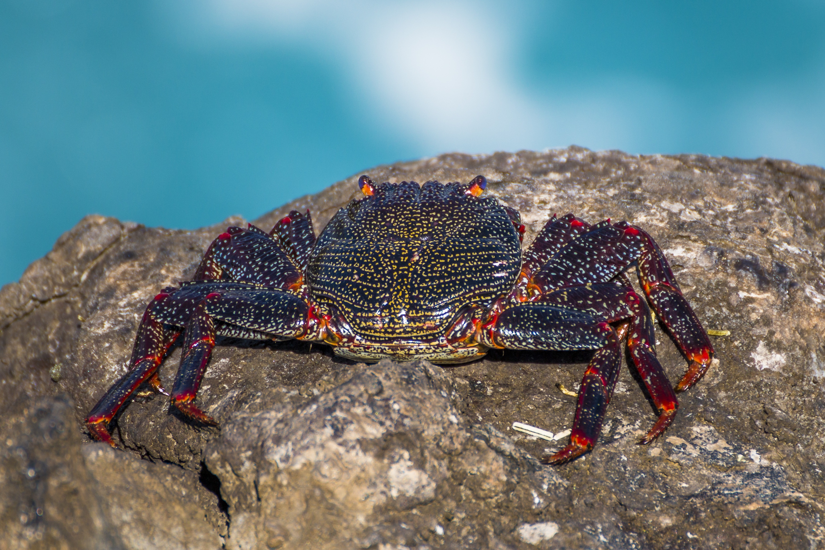 A black crab sits on a rock