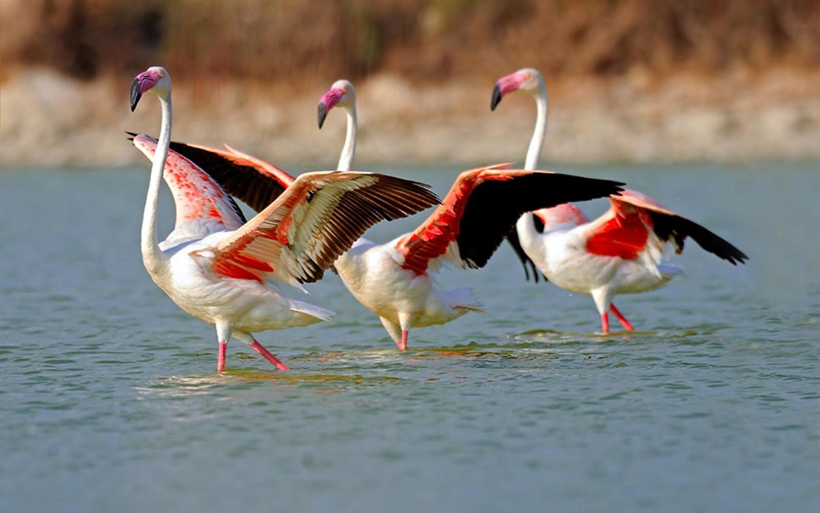 Бесплатное фото Фламинго на озере