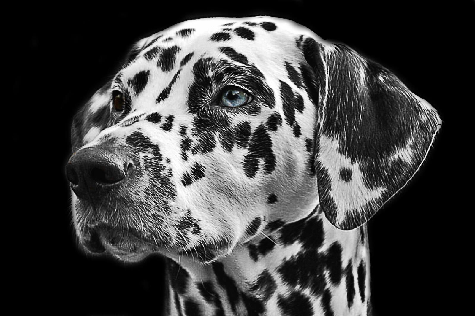 Free photo Portrait of a Dalmatian with blue eyes
