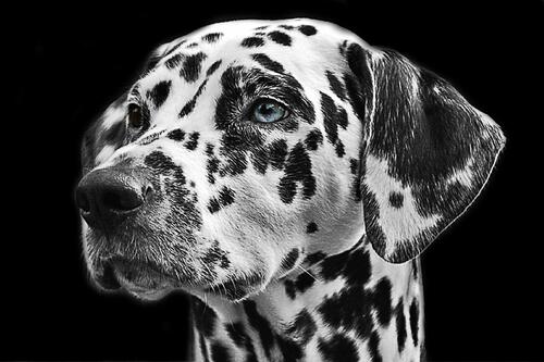 Portrait of a Dalmatian with blue eyes