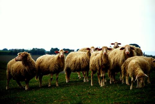 A pasture with walking sheep