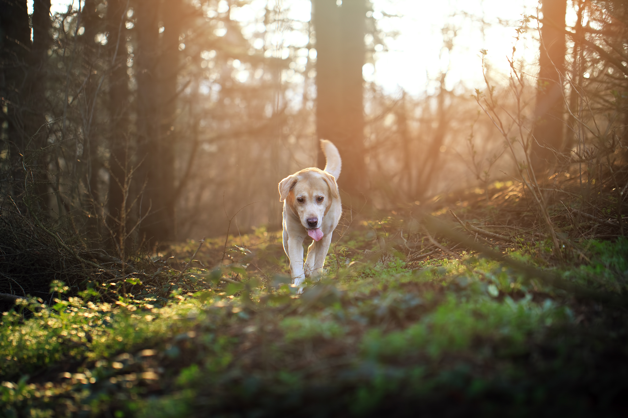 一只拉布拉多犬伸着舌头在树林中奔跑