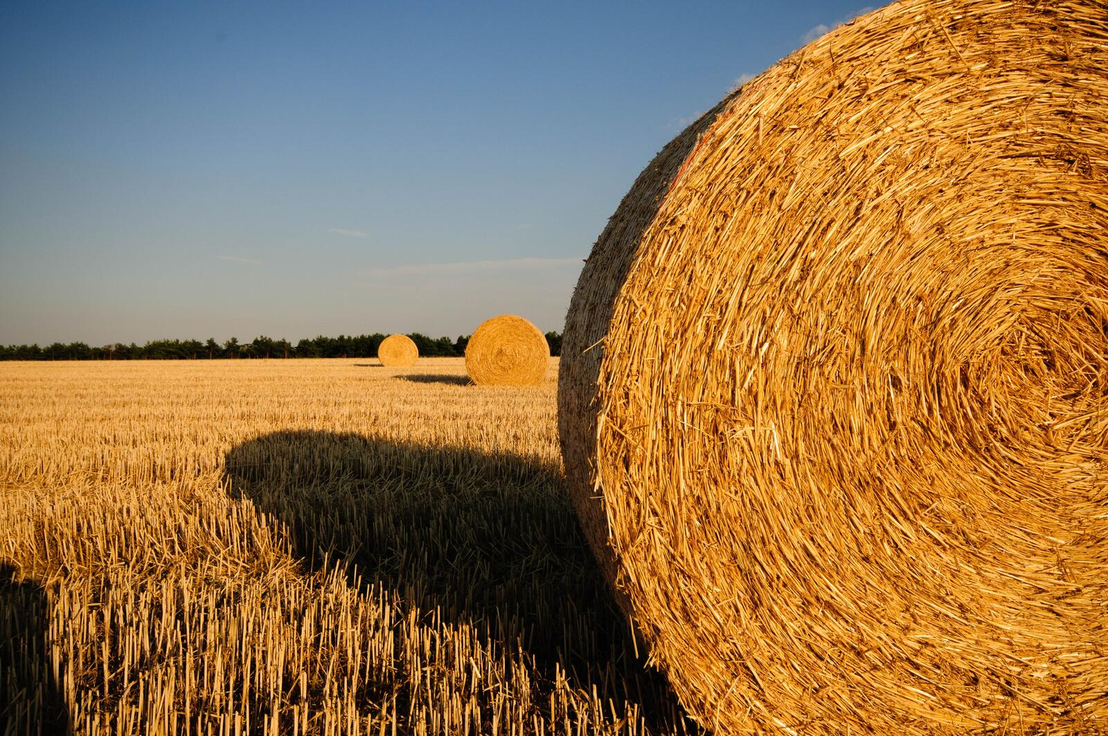 Wallpapers plant hay bale on the desktop