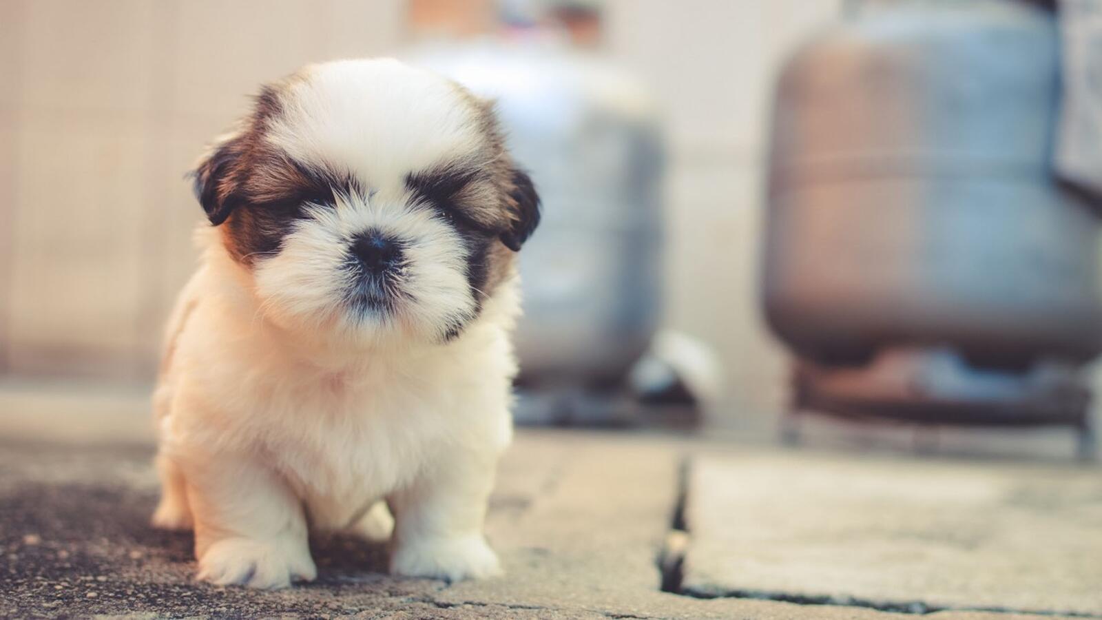 Бесплатное фото Маленький щенок породы бернард сен