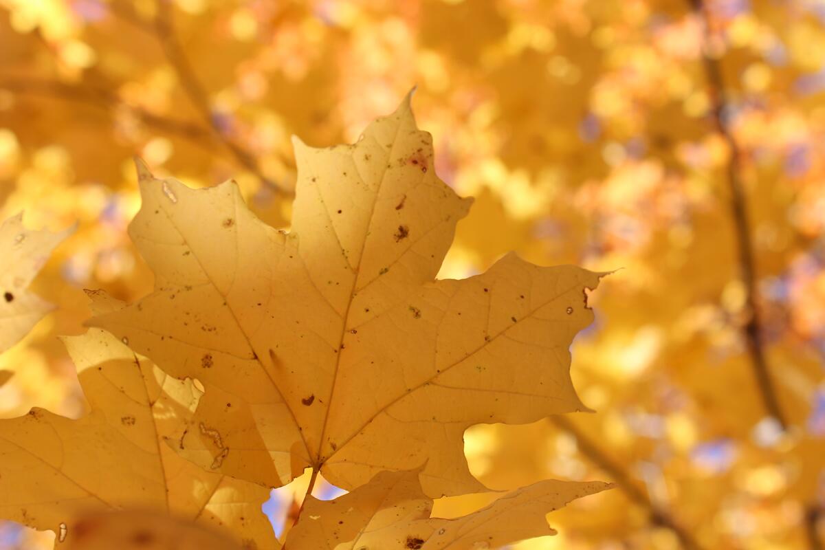 An autumn maple leaf on a tree