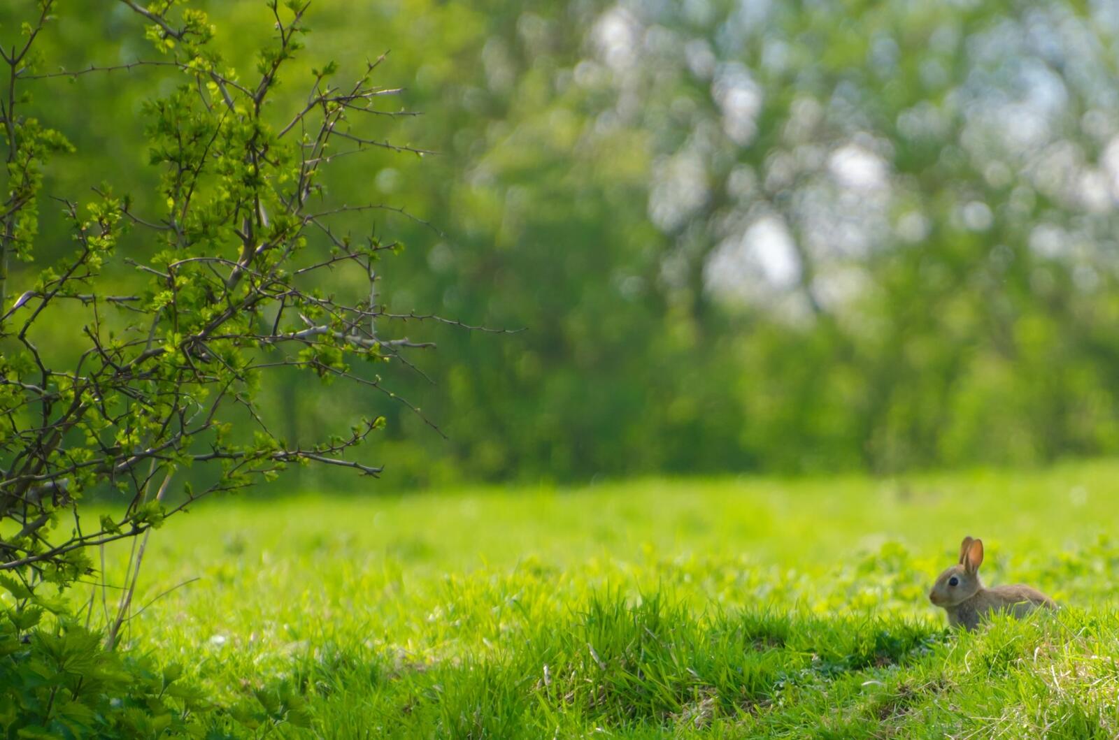 Бесплатное фото Кролик прячется в высокой траве