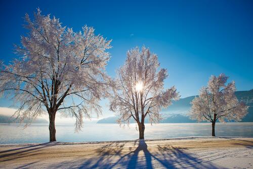 Морозное зимнее утро на берегу реки с деревьями покрытыми инеем