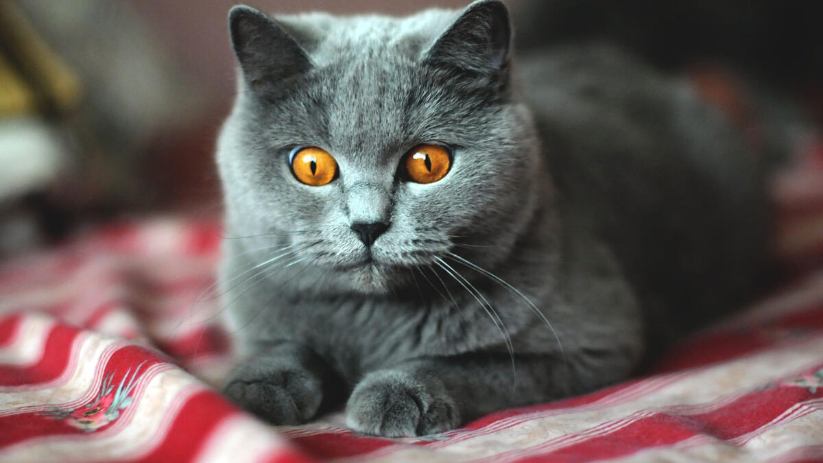 Серый кот с оранжевыми удивленными глазами