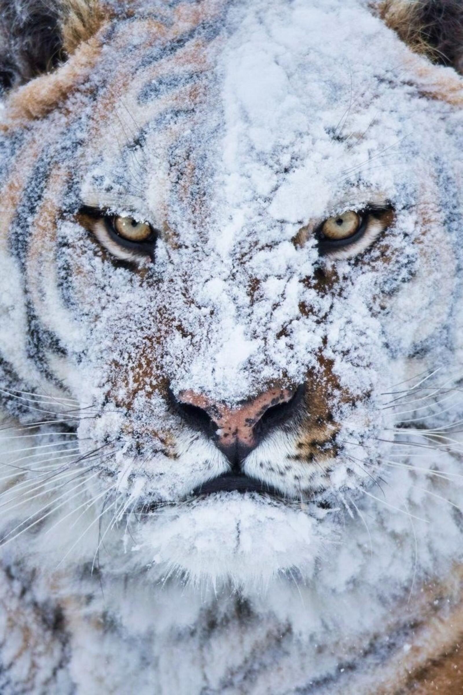 Бесплатное фото Тигр в снегу