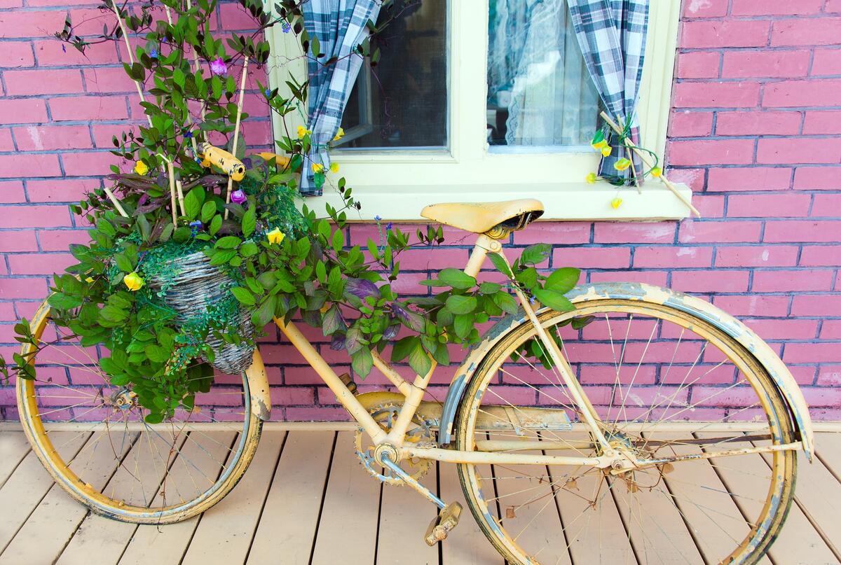 An old bicycle wrapped in vines stands at the window of the house