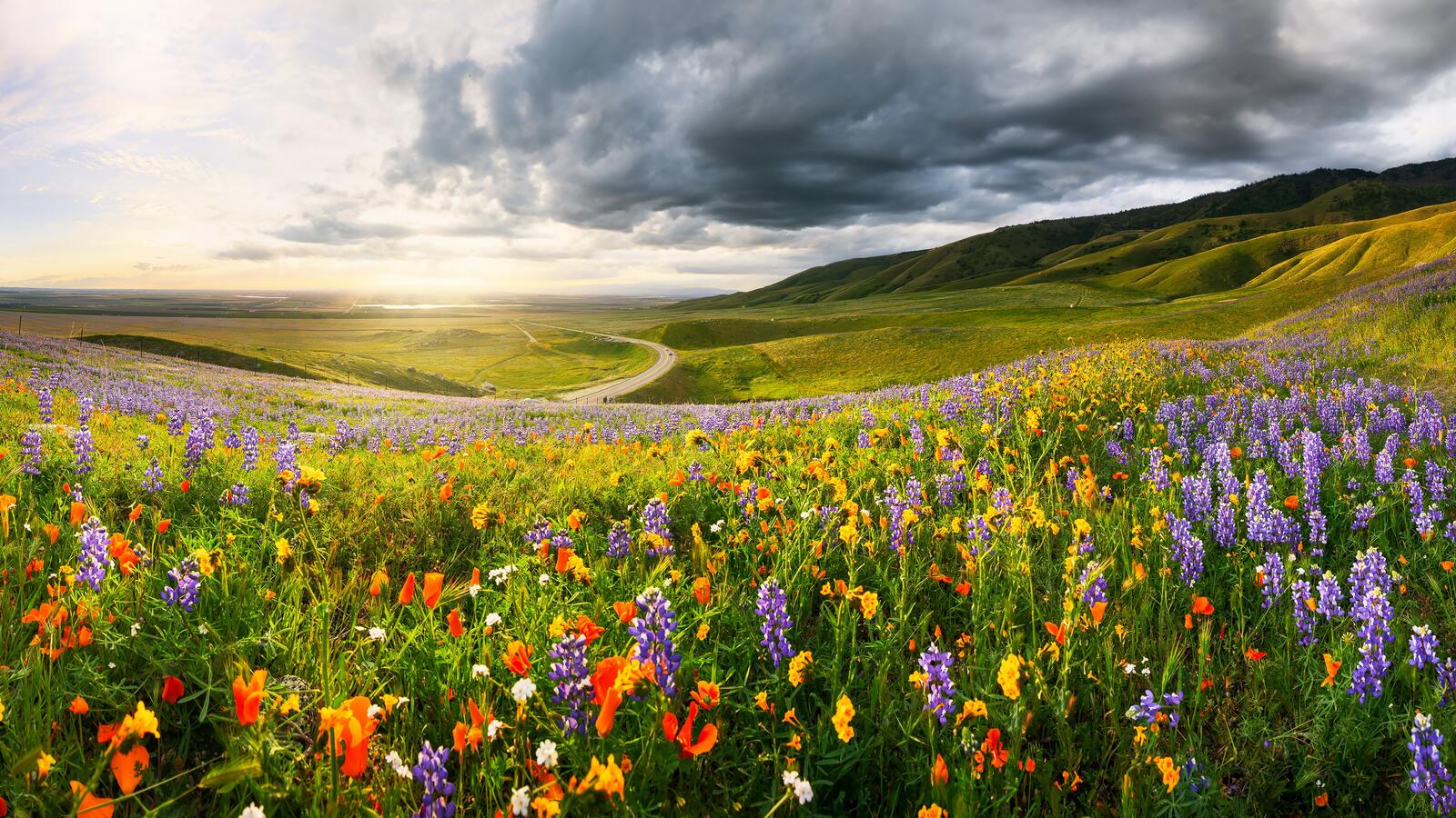 Бесплатное фото Большое зеленое поле с полевыми цветами
