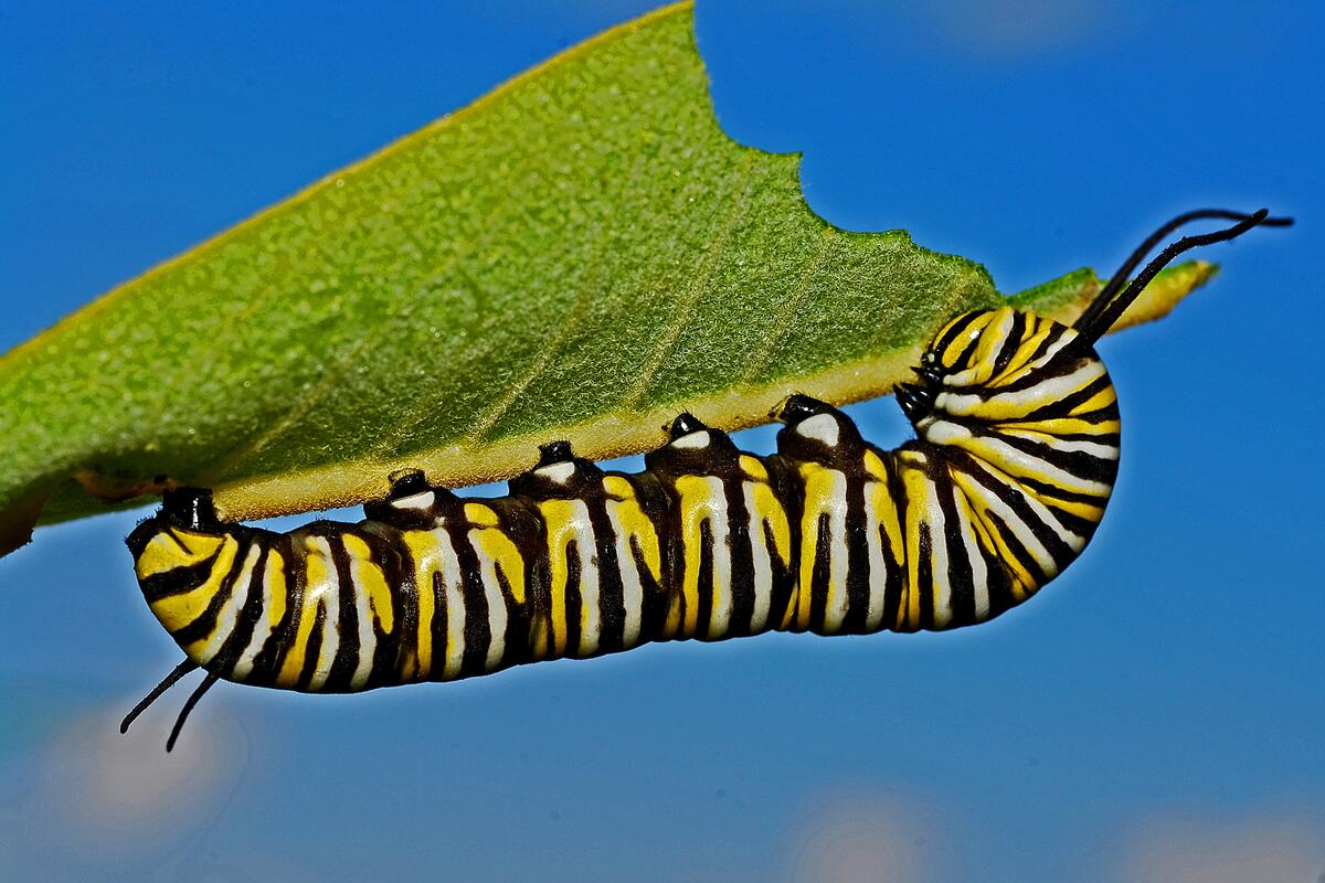 The colorful caterpillar has a green leaf