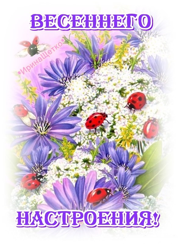 一张以春天的欢呼声 鲜花 昆虫为主题的明信片