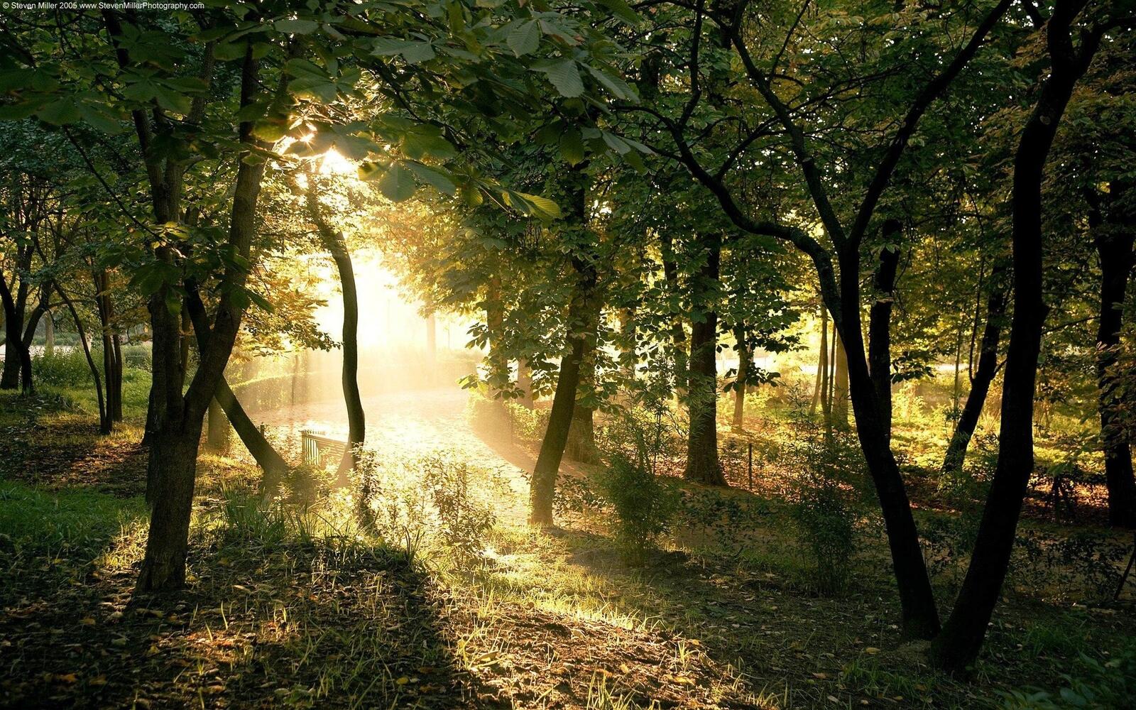 免费照片一幅阳光明媚的夏日森林图