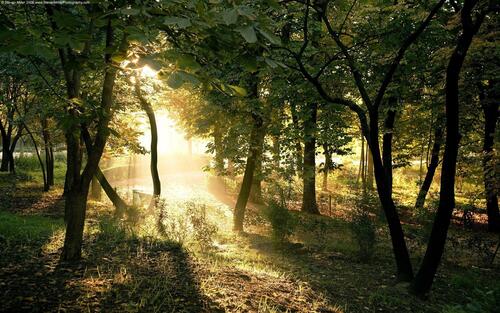 Картинка с летним лесом в солнечную погоду