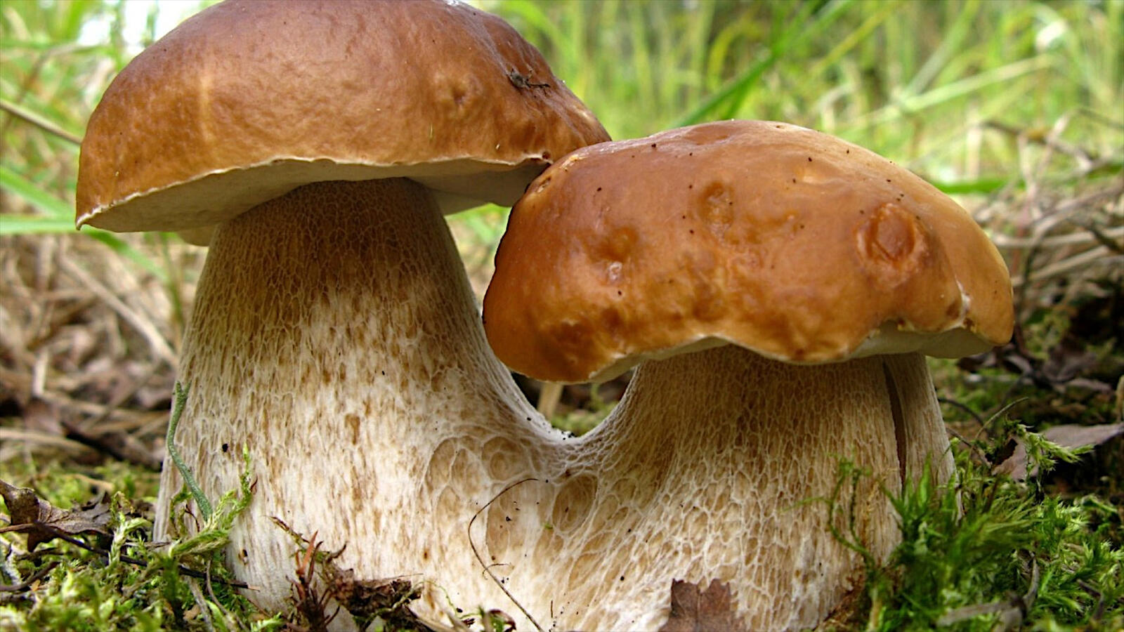 Free photo Two fused boletus mushrooms