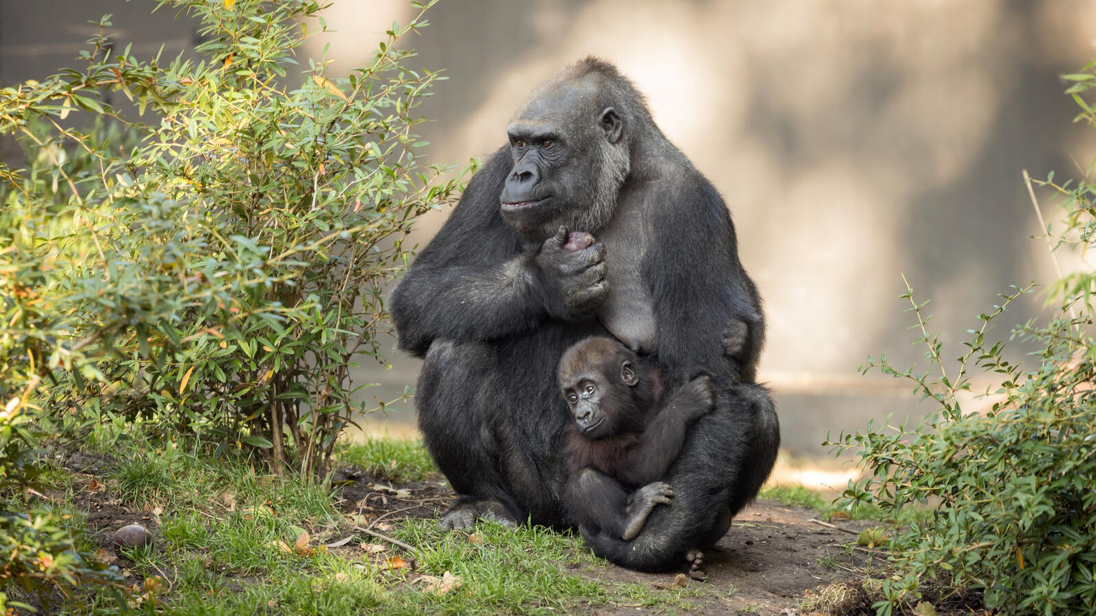 Обои обои горилла семья детеныш на рабочий стол