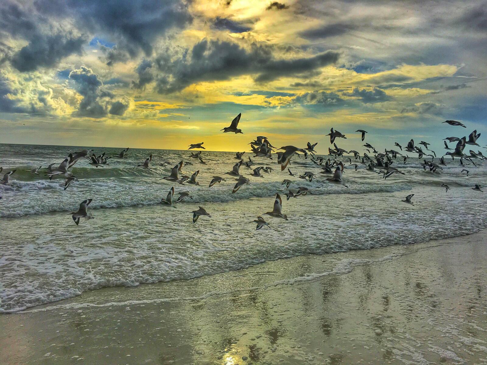 Free photo A flock of seagulls on the seashore at sunrise