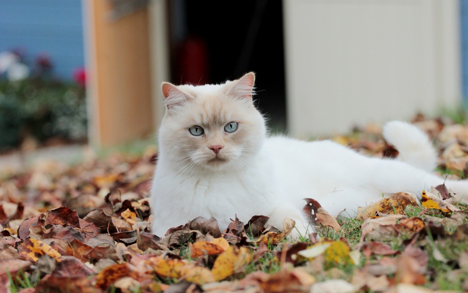 Белый кот в осенних листьях
