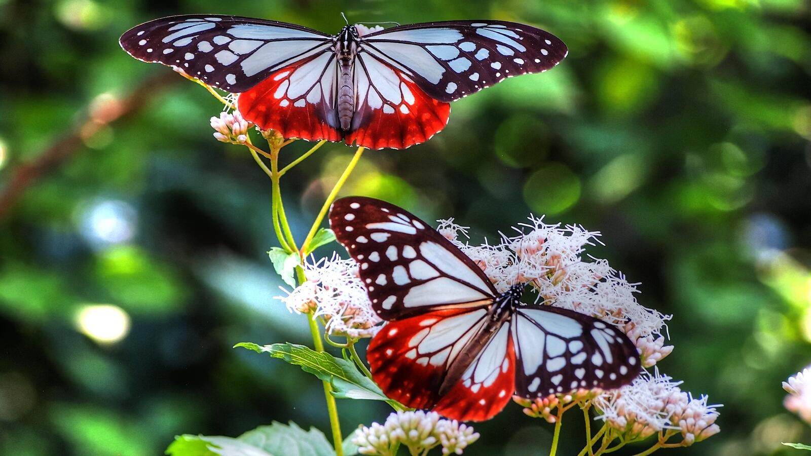 免费照片两只美丽的蝴蝶飞舞在花朵上