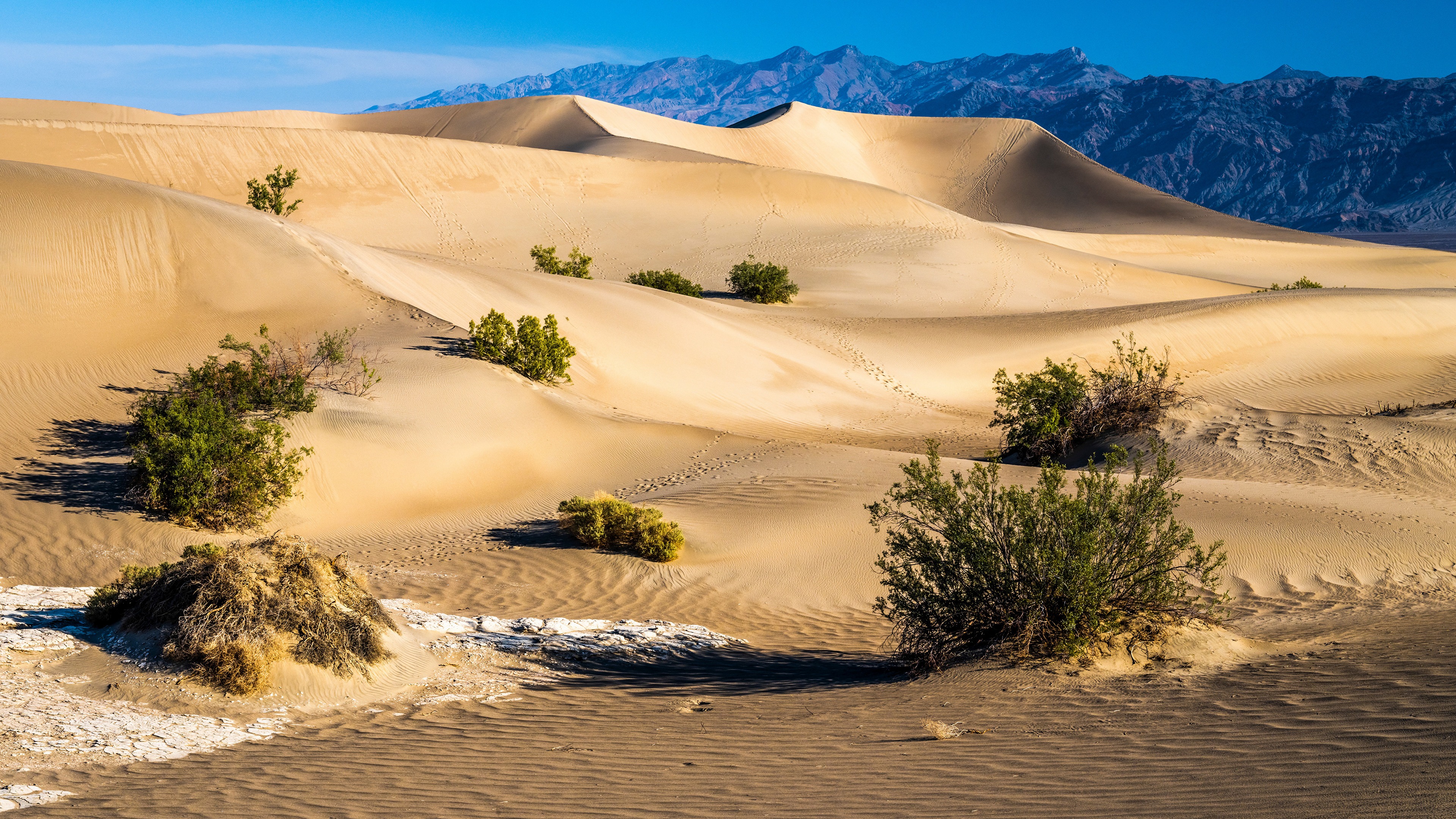 Бесплатное фото Кусты в пустыне США