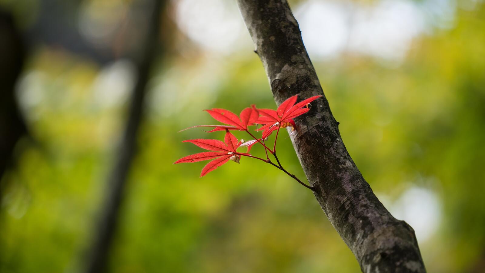 Бесплатное фото Обои осенние листья на дереве