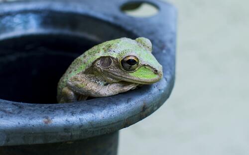 A frog comes out of a bucket.