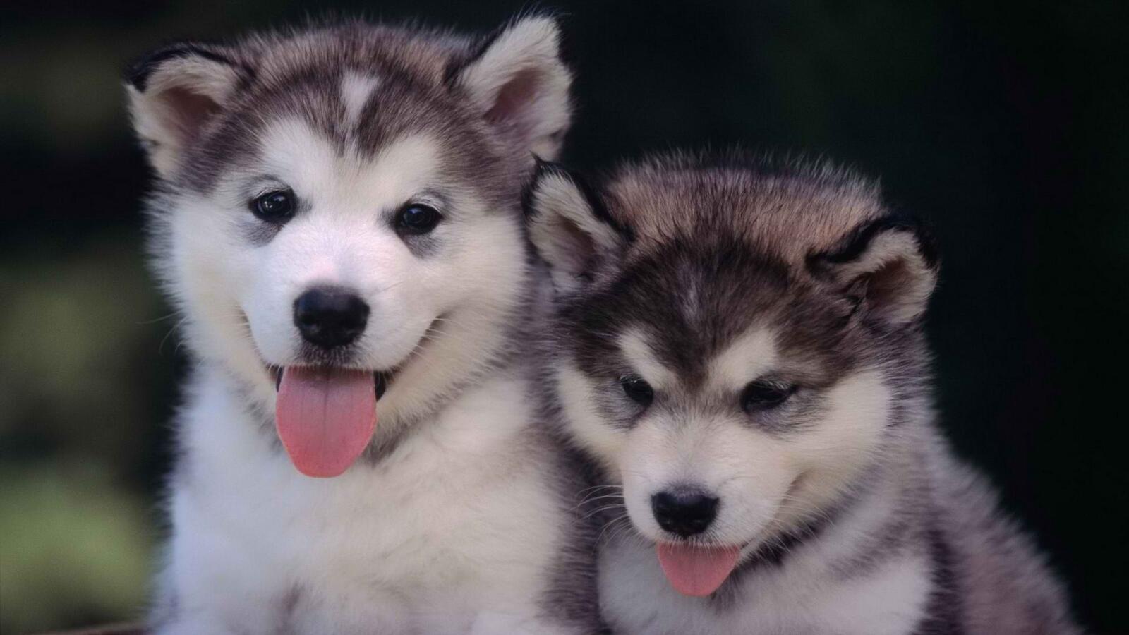 Free photo Siberian Husky puppies