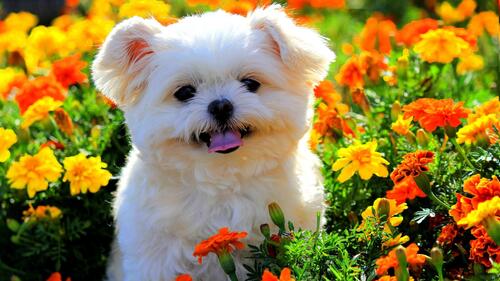 Cute white puppy in the flower garden