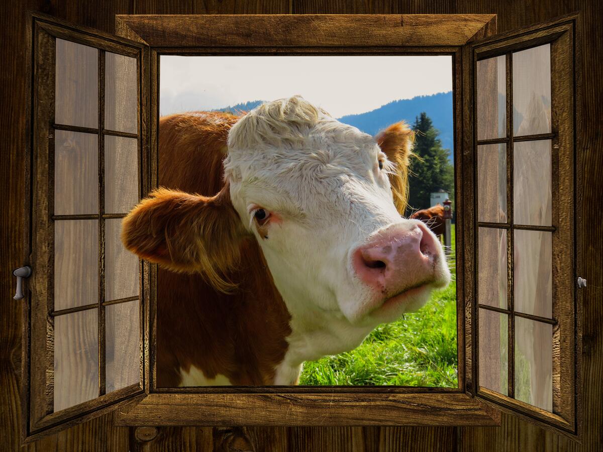 A cow on a farm peeks through an open window