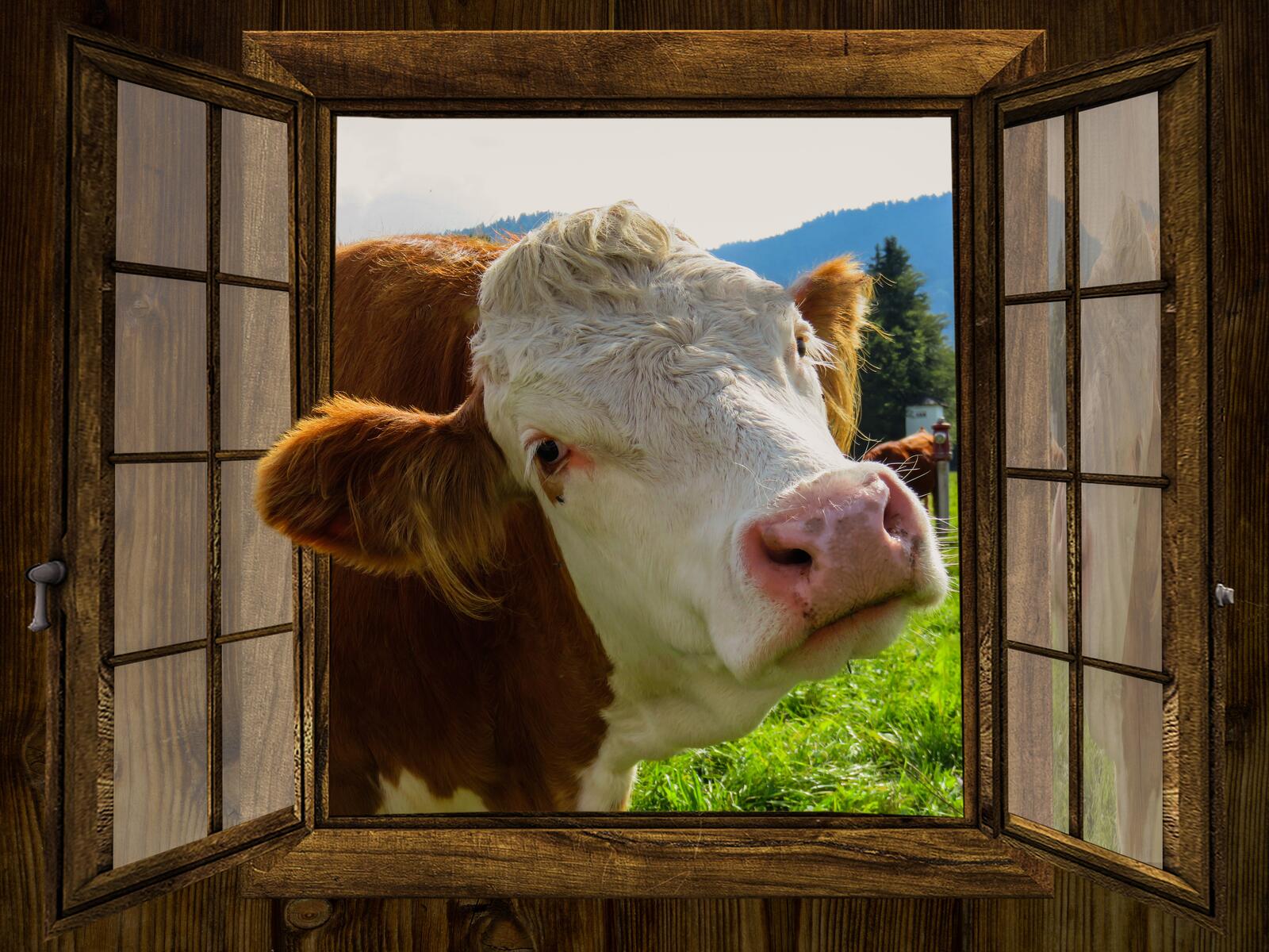 Free photo A cow on a farm peeks through an open window