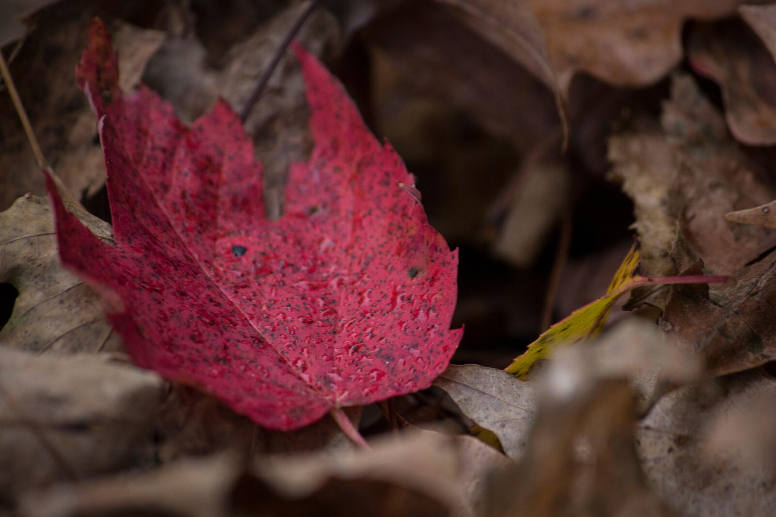 Free photo A red fallen leaf