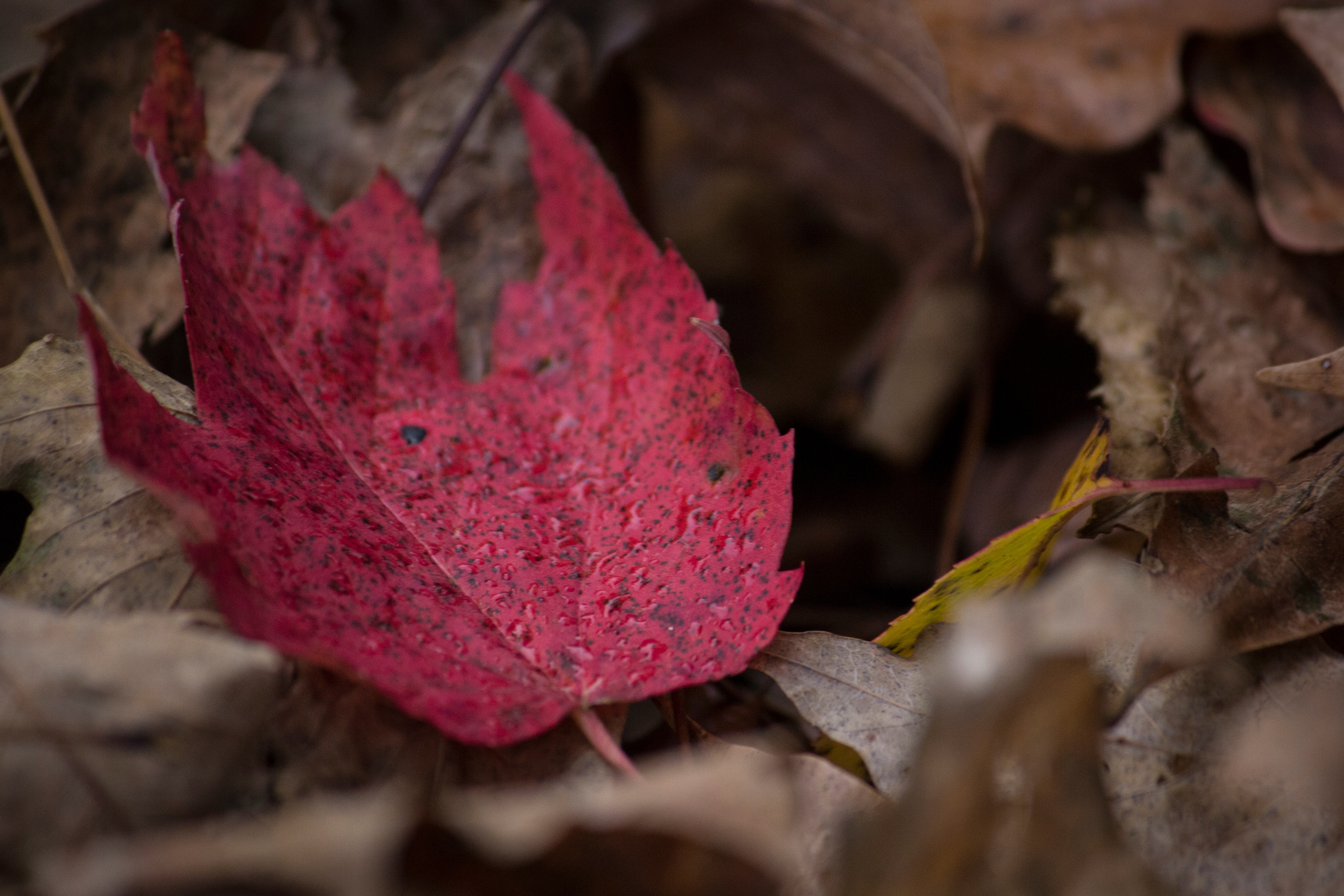 免费照片秋天的落叶