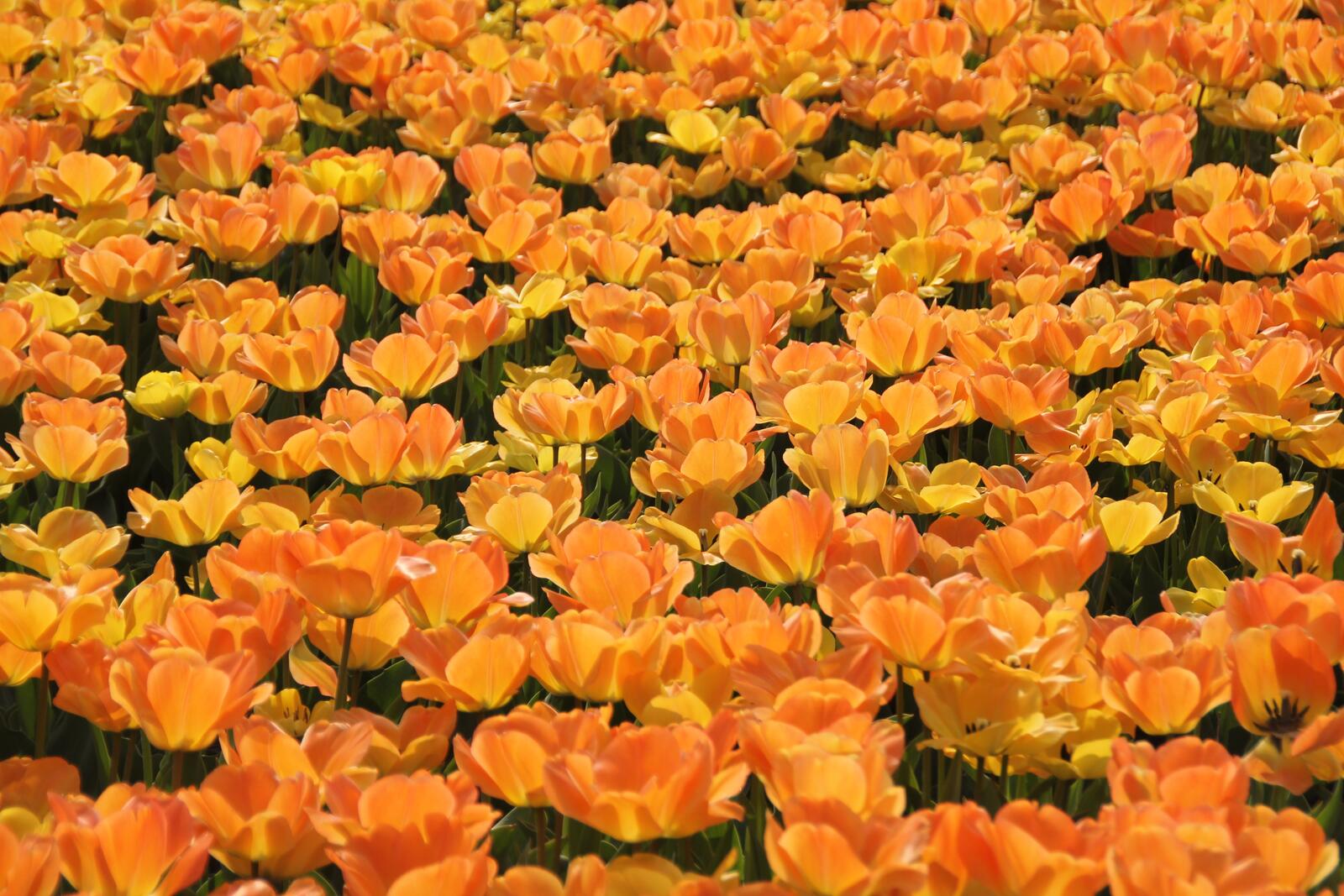 Бесплатное фото Поле с желтыми тюльпанами