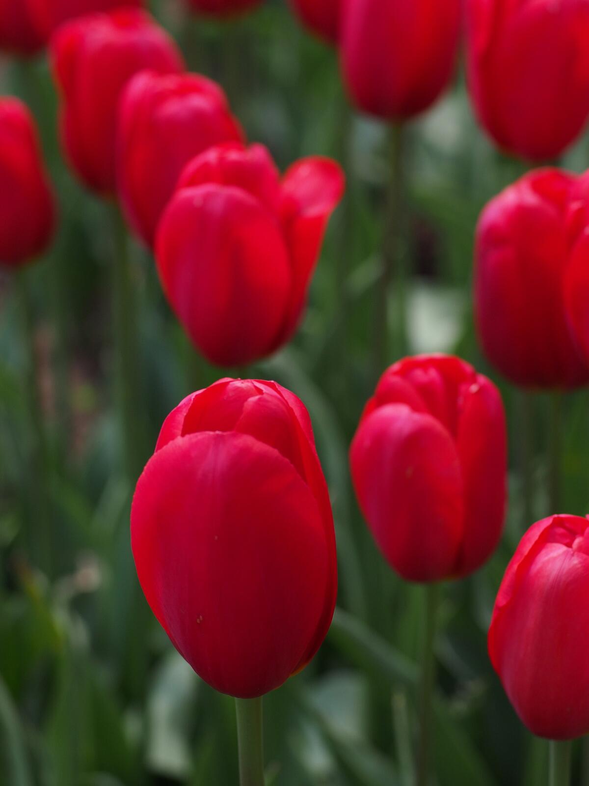 Поле с красочными красными тюльпанами