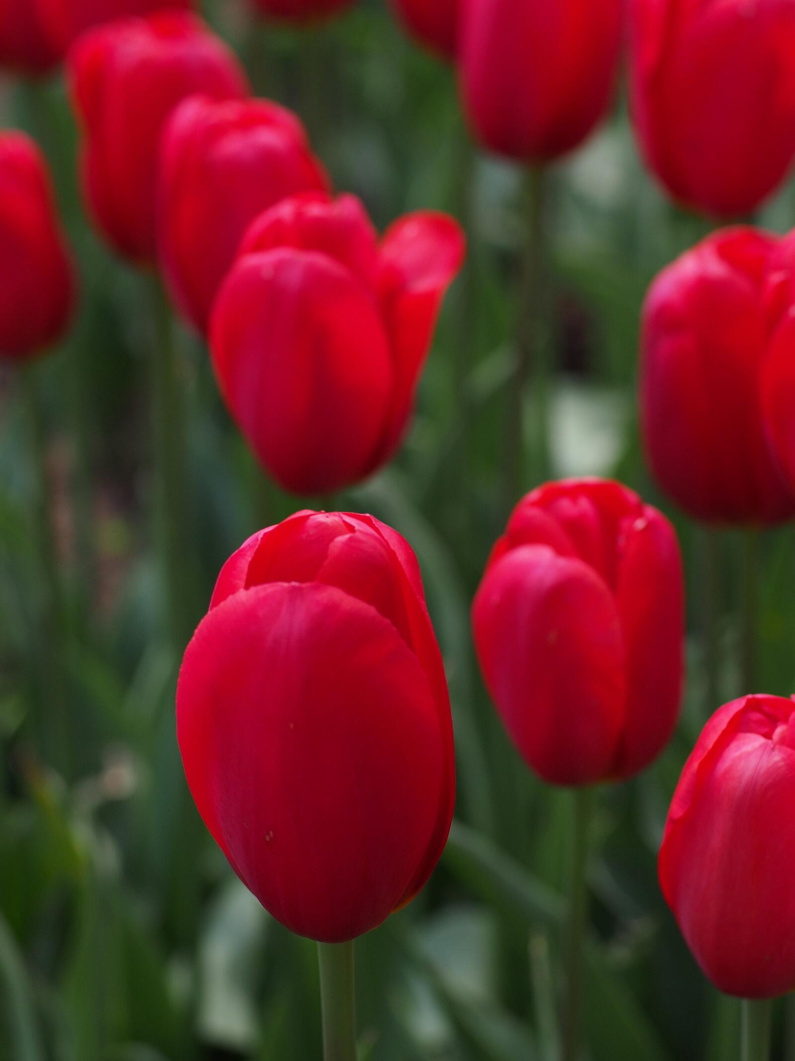 Free photo A field of colorful red tulips