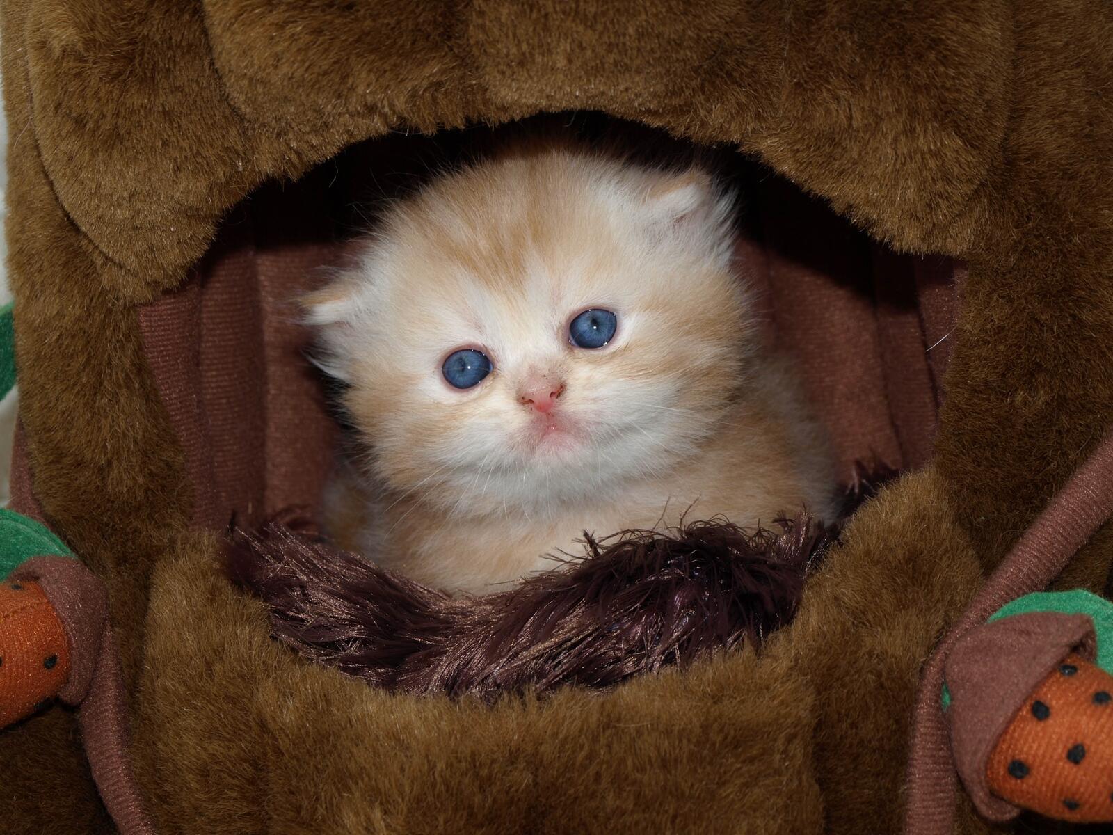 Бесплатное фото Маленький персидский котенок