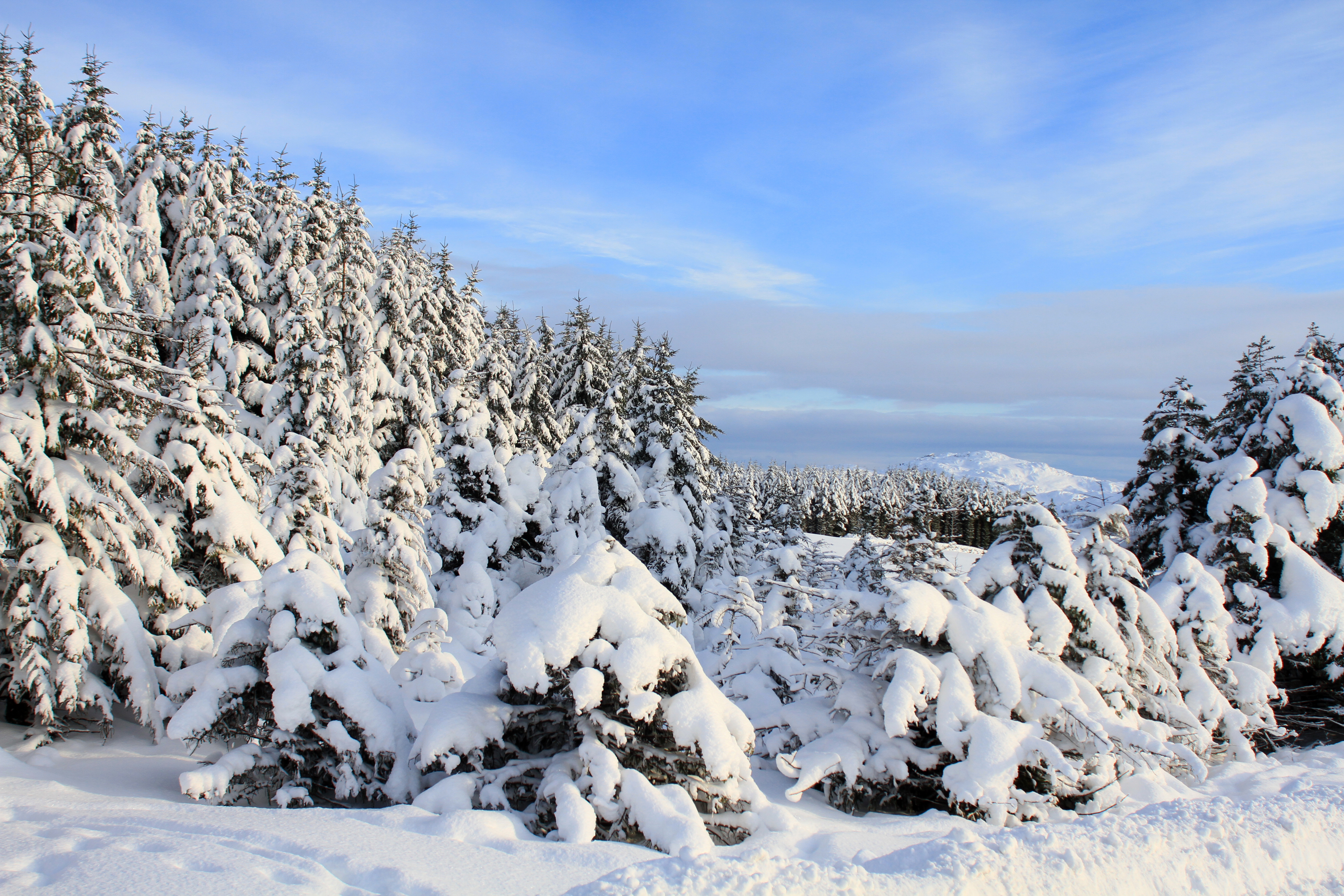 免费照片圣诞树枝上的大堆积雪