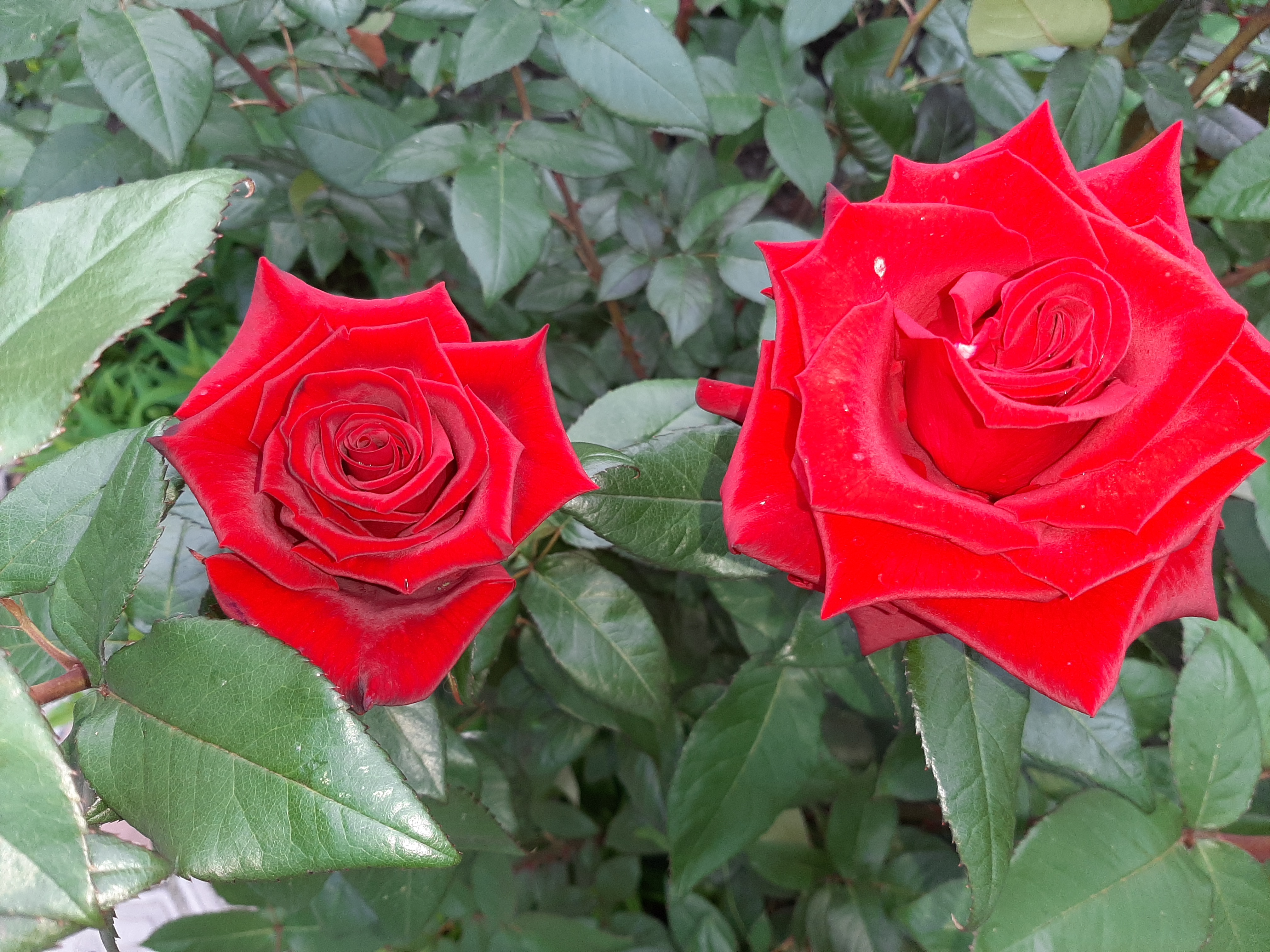 Free photo Two red roses